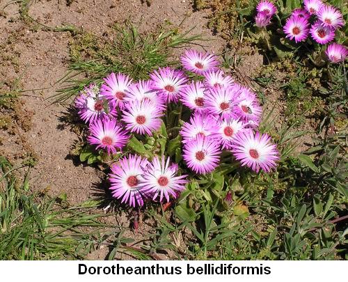 Dorotheanthus bellidiformis.jpg